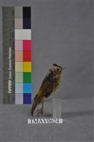 藏品(火冠戴菊鳥)的圖片